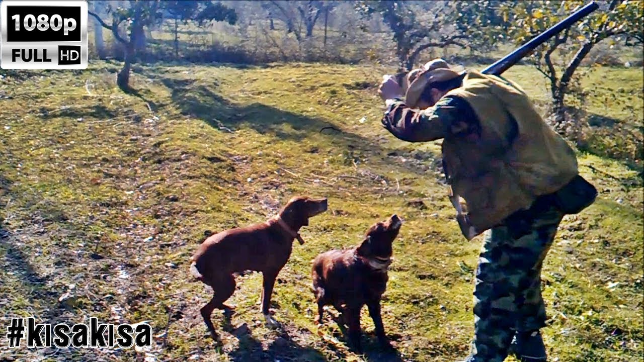 Av Kopegi Avda Kaybolan Kopek Nasil Cagirilir Hd Kisakisa Youtube