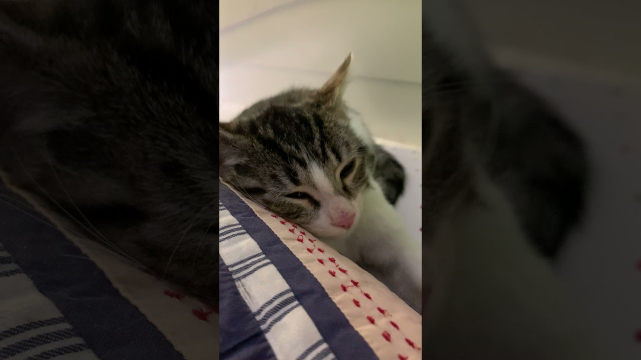 cat sleeps on a pillow....sike