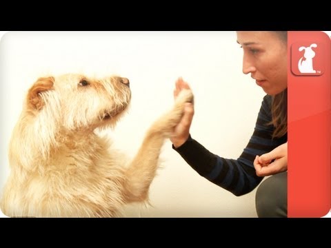 pet-talk---training-your-pet