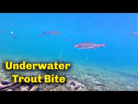 Come usare l'esca per trote | VIDEO SOTTO ACQUA