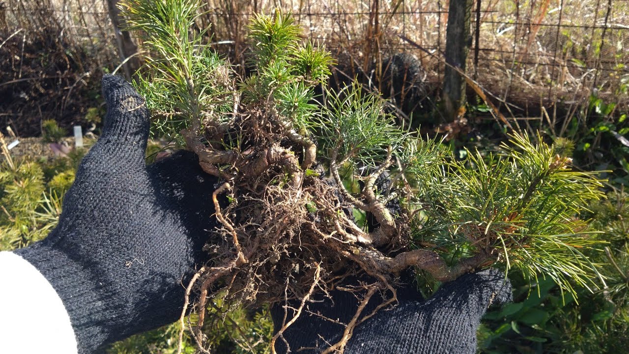 畑で育てる実生五葉松（2022年実生）【だいぶ素材らしくなってきた】  ♯708