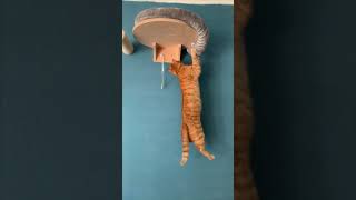 Cat Held onto Wall Bed Using One Hand While Catching His Cord with His Mouth