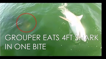 Grouper eats a shark in one bite