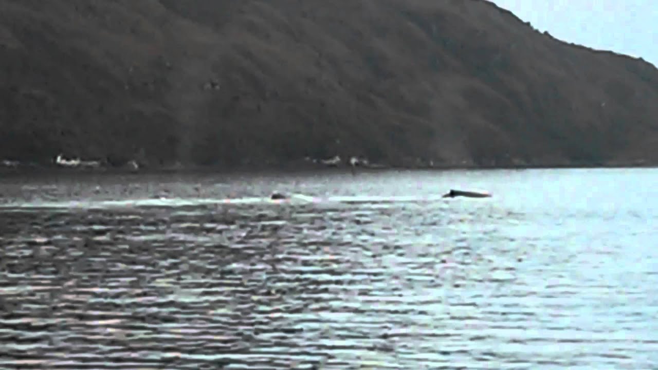 Wieloryby w cieśninie Magellana - SKIFF rejs dookoła świata - YouTube