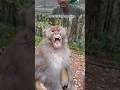 interesting monkeys 😄#monkey #disney #procreate #animation #prank
