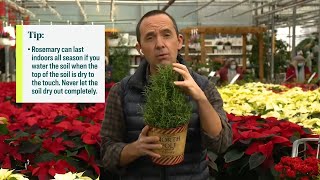 5 of the most festive holiday plants to fill your home with
