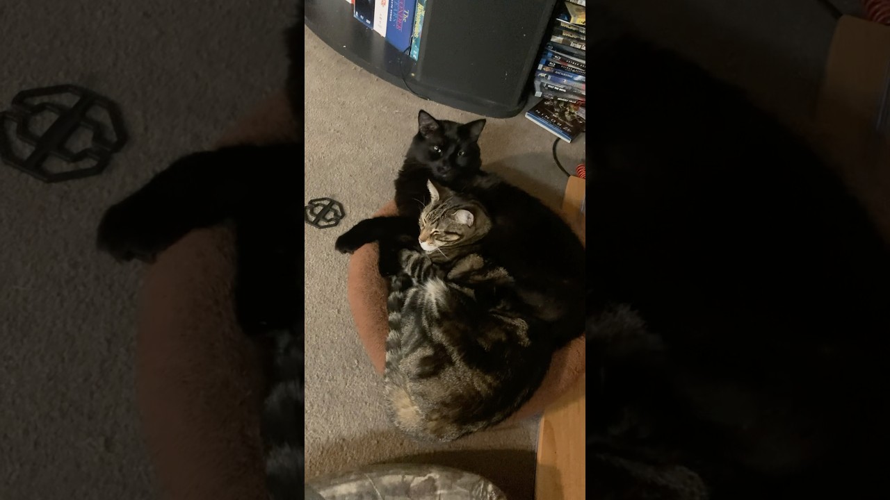 Кошки сладко прижимаются друг к другу, пока братья отдыхают в одиночестве