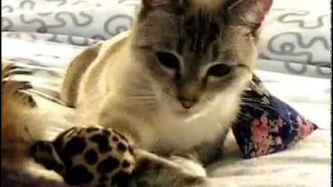 Video 10462251: siamese mix, lynx point, meet siamese, siamese girl, lynx playing