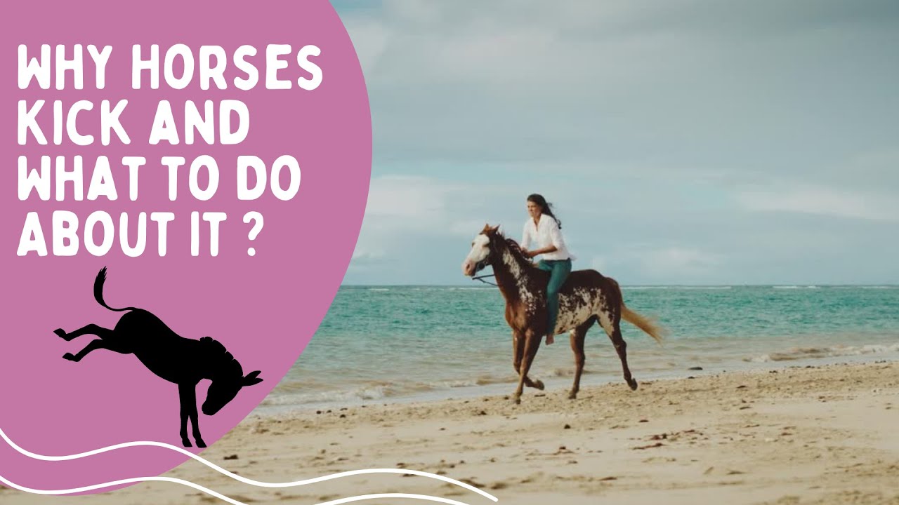 Why Horses Kick and What to Do About It YouTube