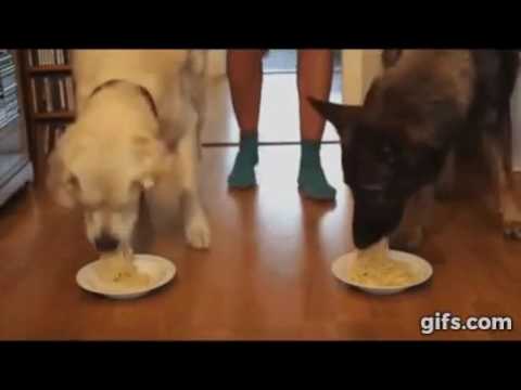 Spaghetti eating competition        Golden retriever vs german shepherd