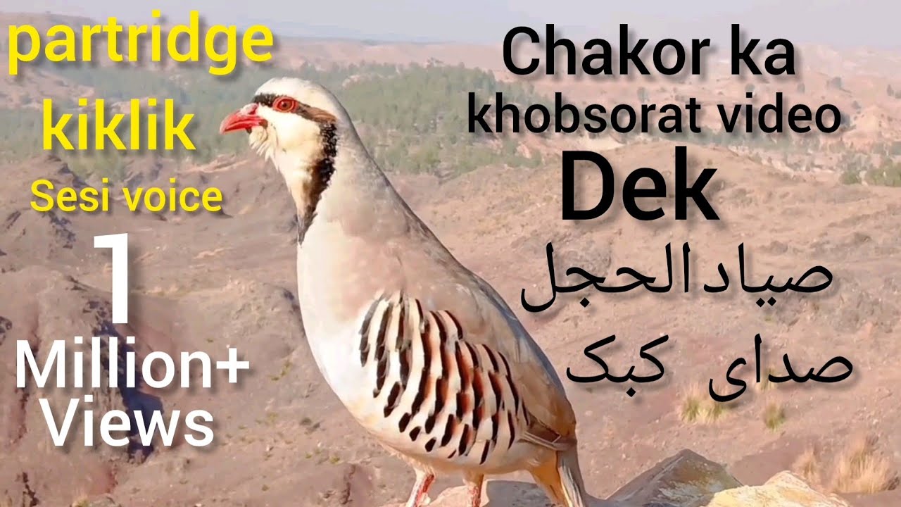 Partridge hunting Keklik avi Охота кеклики Chukar avi Шикори кабк Keklik sesiصدای.کبک مادہ صوت الحجل