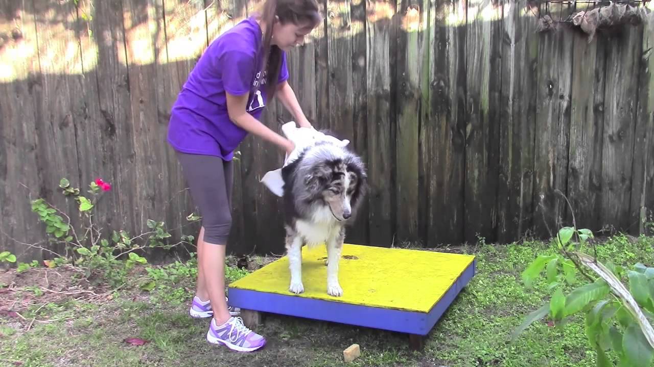 Outside with the Animal Rescue Site