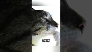 Новости за 18 мая! #новости #политика #россия #новыелюди #казахстан #иран