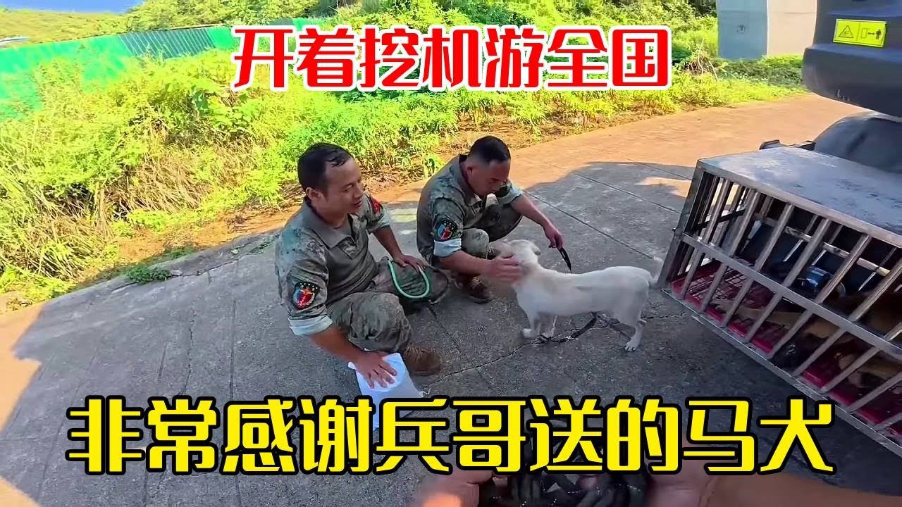 贵州偶遇开警犬基地的粉丝，当场要送马犬！亲眼见到下司犬的训练，聪明得不像话。【挖机小何vlog】