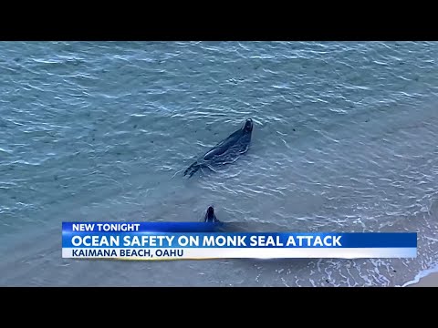 Hawaii Ocean Safety details how to avoid monk seal attacks