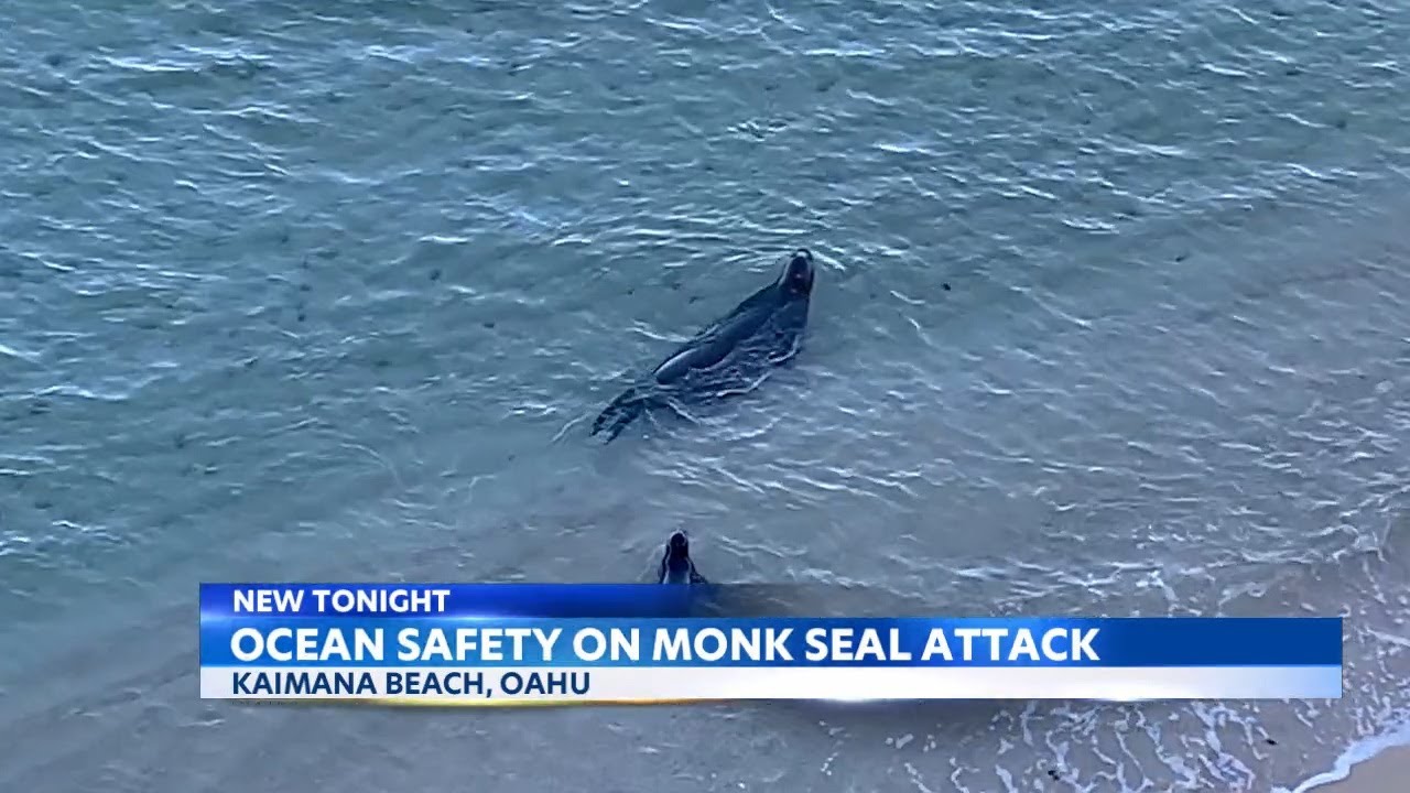 Hawaii Ocean Safety details how to avoid monk seal attacks YouTube