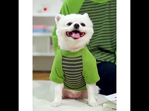 Кофта для собак «Паралель», зелений, джемпер для собак, одяг для собак, видео 1