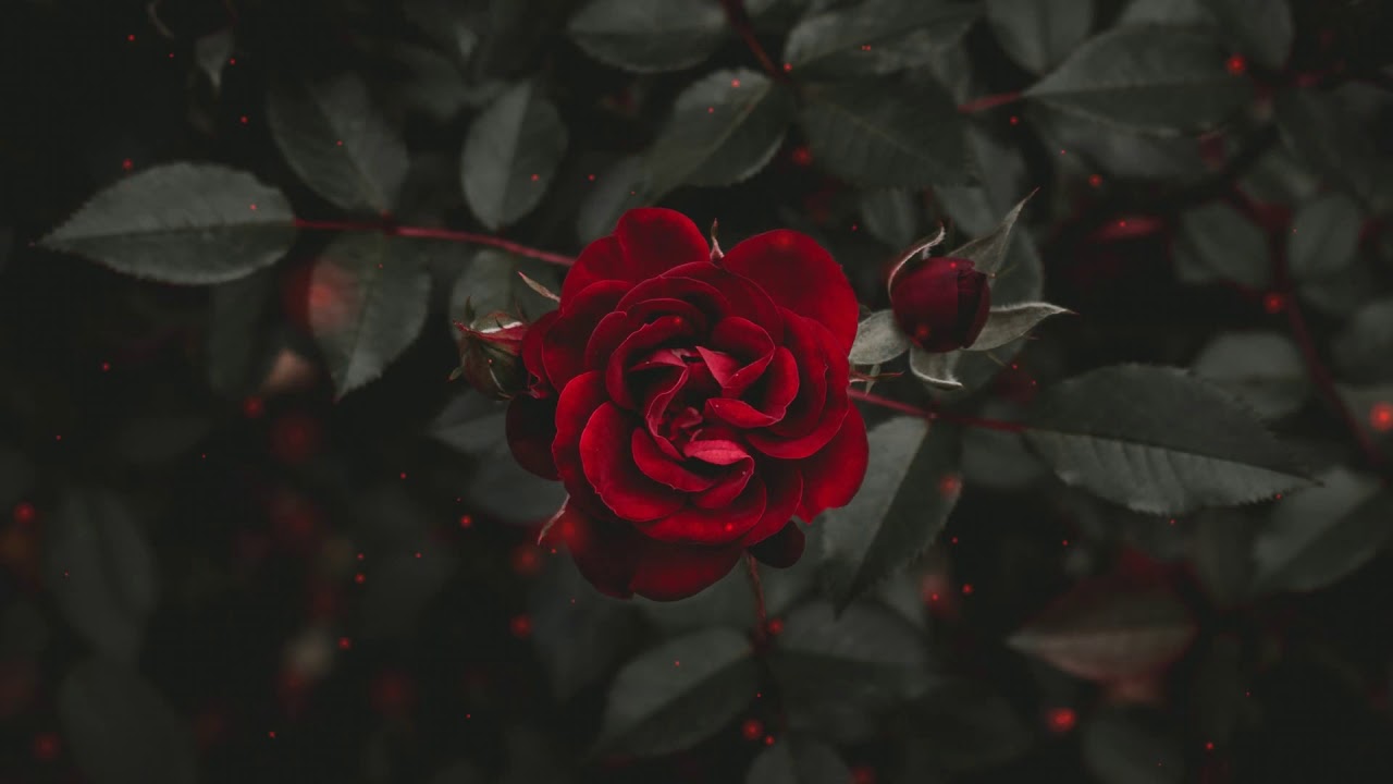 SAINt JHN - Roses -Instrumental- | PROD Ambush | (BEST ON YouTube)