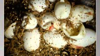 motley corn snake egg hatching time lapse