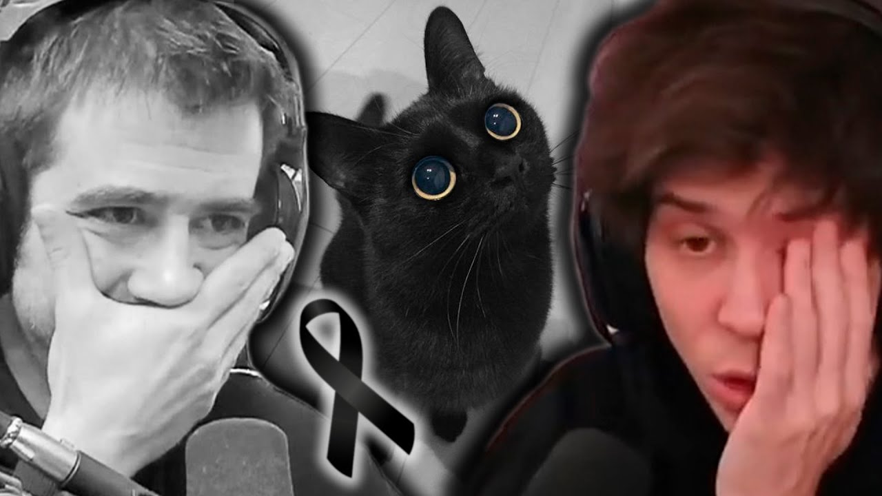 Triste Despedida De Don Gato. AuronPlay Reapareció Y Narró Lo Que Pasó Con  Su Mascota. - YouTube