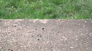 Blue Jay vs. Squirrel
