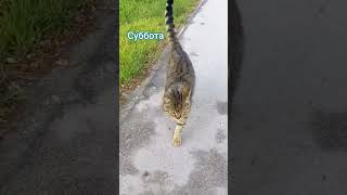 Двойная радость #cat #видосыоткота #кот #котик #котики #юмор #суббота #выходные #мем2026 #радость