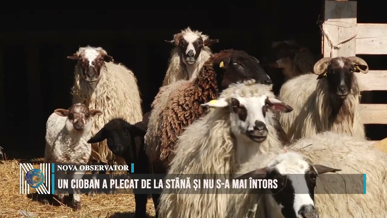 Un cioban a plecat de la stână și nu s-a mai întors Un cioban a plecat de la stână și nu s-a mai întors