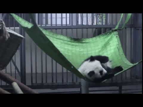 大熊猫睡吊床，一不小心，哎呀摔倒了