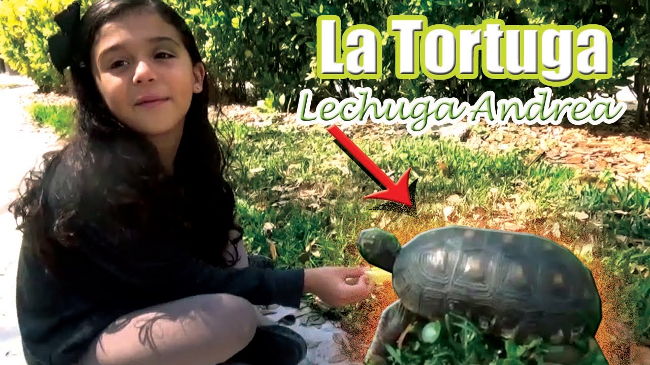 Tortuga adoptada por la familia.