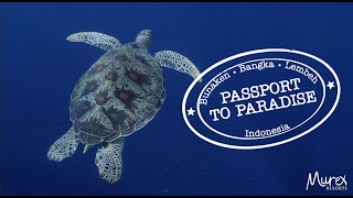 Scuba diving North Sulawesi - Indonesia in 2023. Passport to Paradise - Bunaken, Bangka and Lembeh