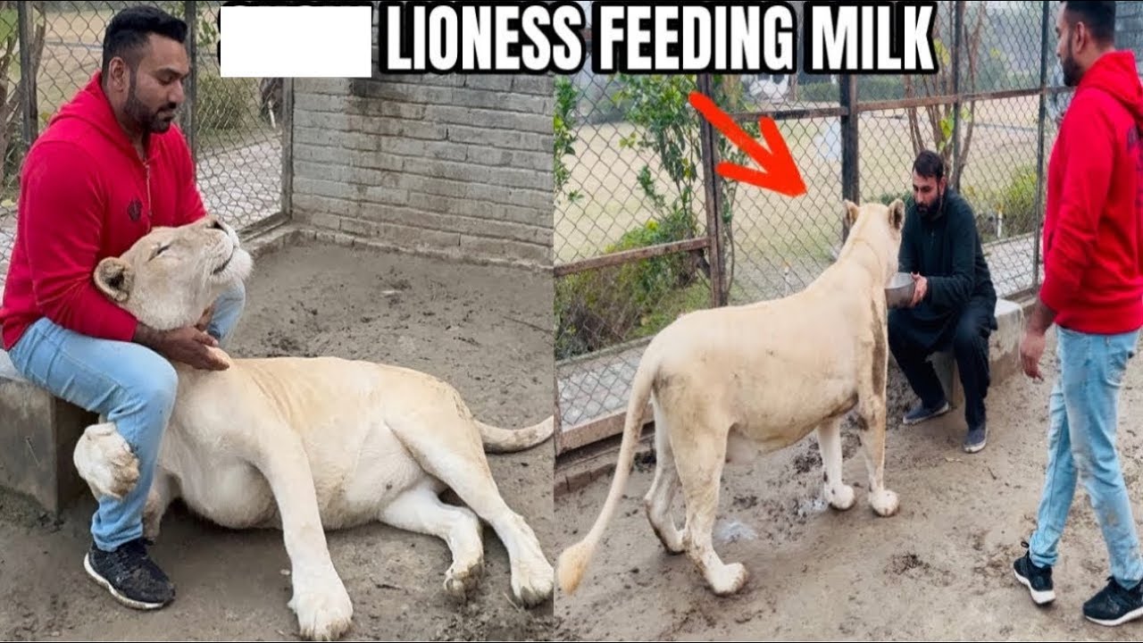 Lioness Na Milk Ku Nahi Piya ⁉️