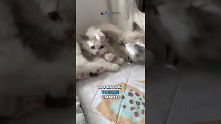 You Found the 1 in 100 Million Cat Video! 🍀😻 You Found the 1 in 100 Million Cat Video! 🍀😻