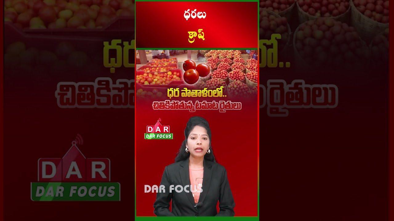 Tomato Prices Crash to ₹10–15 | Farmers in Distress in AP | Latest updates | DAR FOCUS 