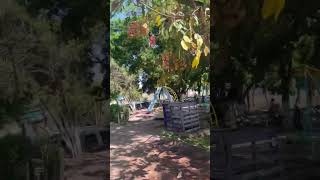 Pueblos de Michoacan, Quechendio, Huetamos, esta bueno el calor #Huetamo #michoacán