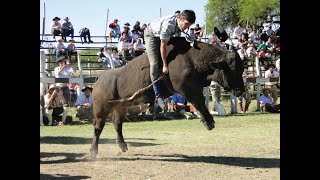Jinetadas de toros Federal Entre Ríos (la mejor fiesta de toros del país )#carlosespindola