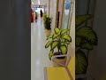 #shorts #flowers #viral #tranding #viralvideo