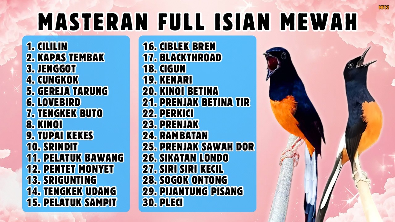 🔴 MASTERAN PALING LENGKAP ‼️ FULL ISIAN MURAI BATU GACOR