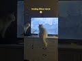 terlalu fokus sampe ga sadar 😅 #kucinganggoralucudanimut #kucinglucu #catlovers #funnyvideo