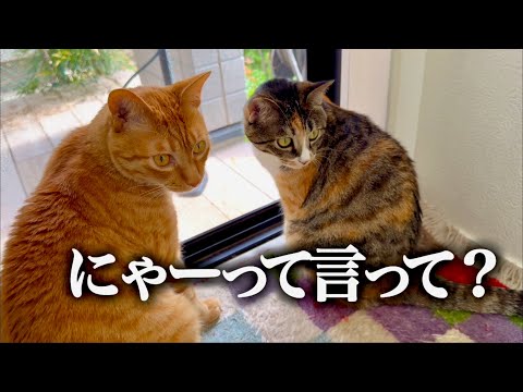 おきゃん猫様オーダー確認用 にゃーって言って』とお願いしたら、全員こうなりました。｜I Asked My