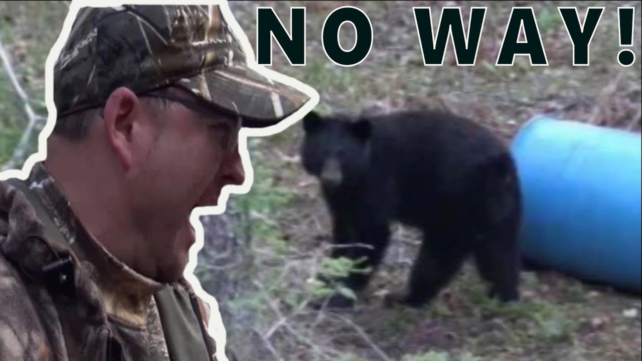 The Guides Bear Baiting Tactics Worked! - BLACK BEAR HUNTING