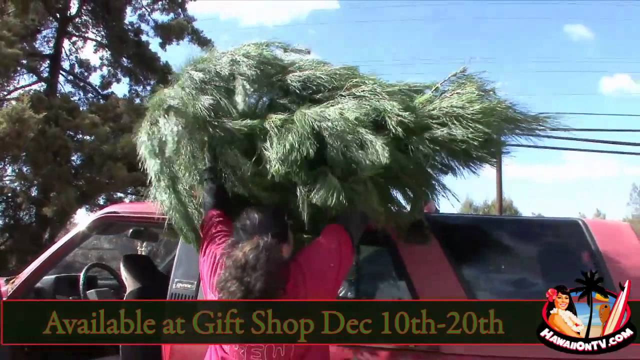 Kula Botanical Garden Christmas Trees 2010 YouTube