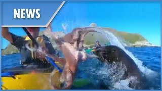 Unbelievable moment seal slaps a kayaker in the face with a gigantic octopus