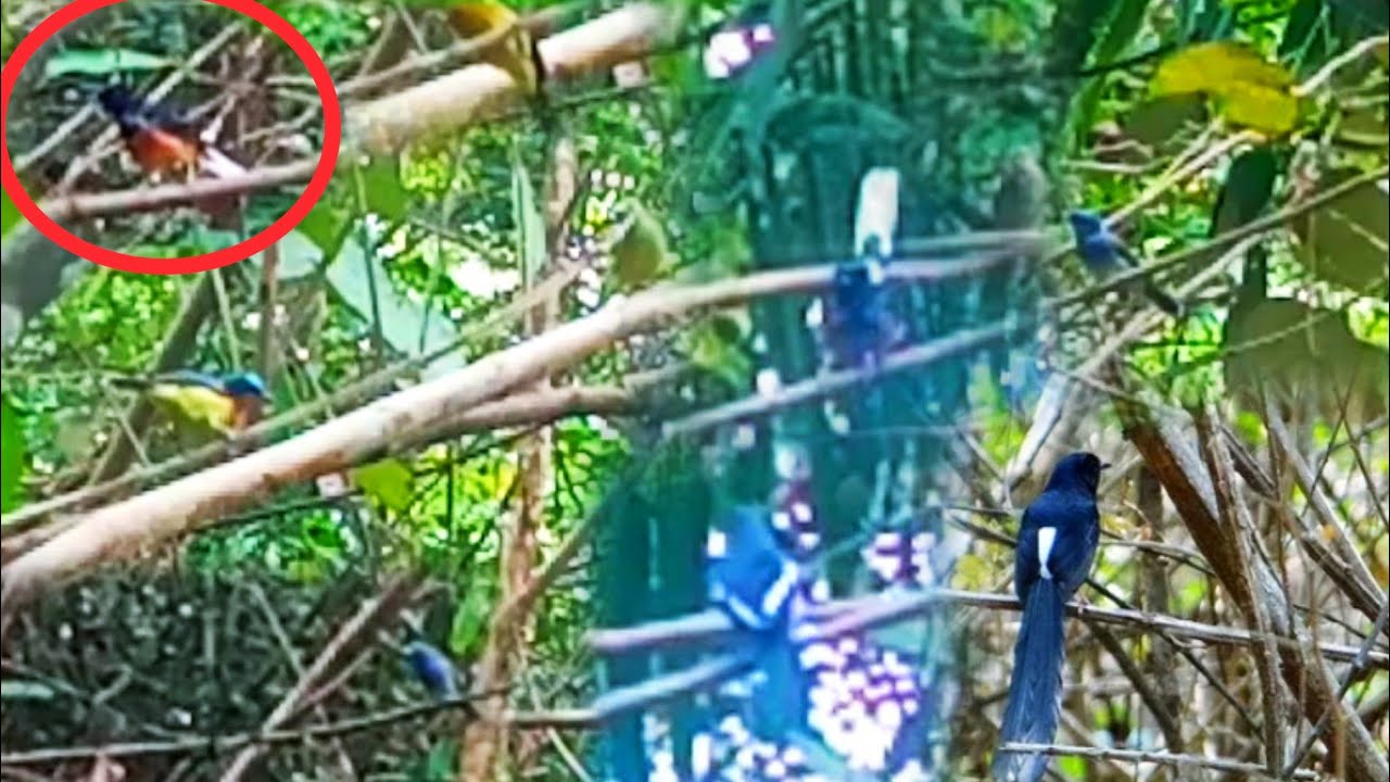 Mungkin cuman ada di channel ini/mikat burung kecil jakpot murai batu ekor panjang