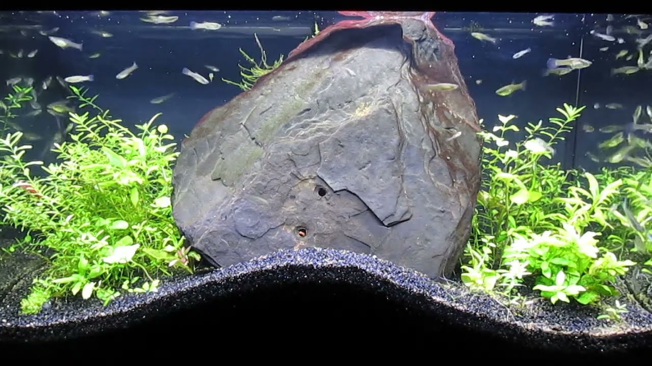 Sexing Juvenile, Male, Endler's Livebearers 9-5-23