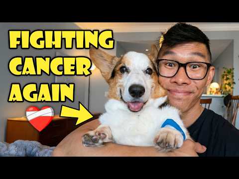 My Corgi Beat Cancer Once… Now We’re Fighting Again || Life After College: Ep. 825