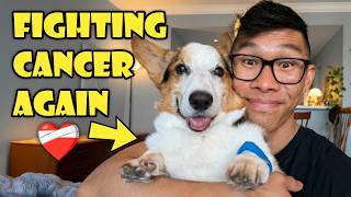 My Corgi Beat Cancer Once… Now We’re Fighting Again || Life After College: Ep. 825