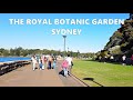 Exploring the royal botanic garden sydney australia