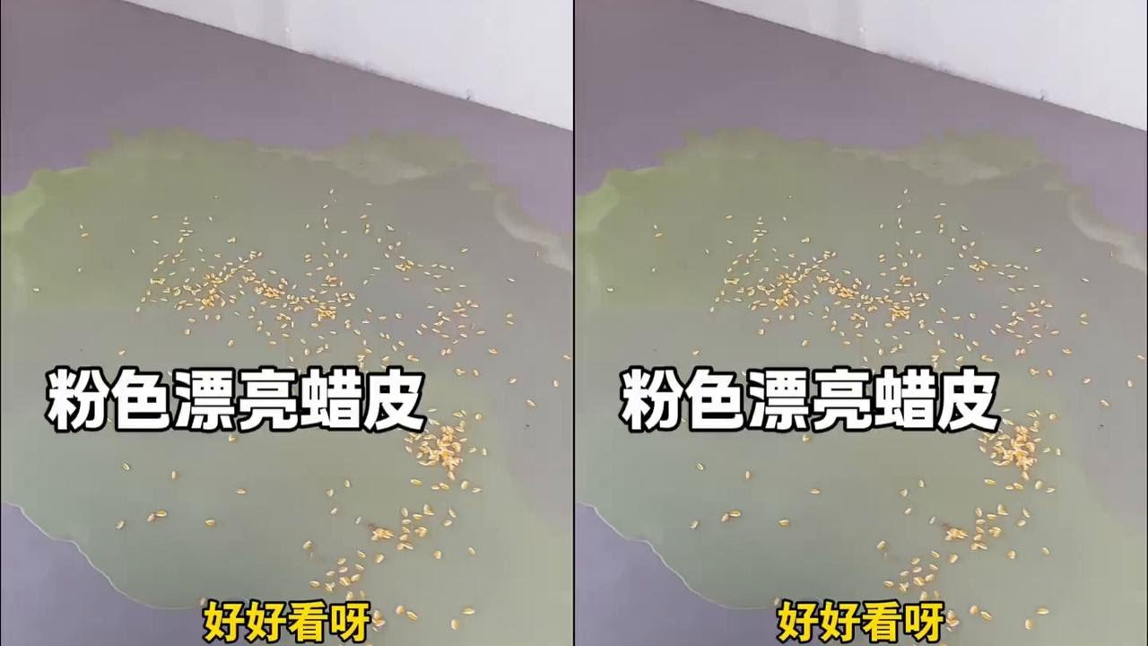 让他做个蜡皮还装晕了 