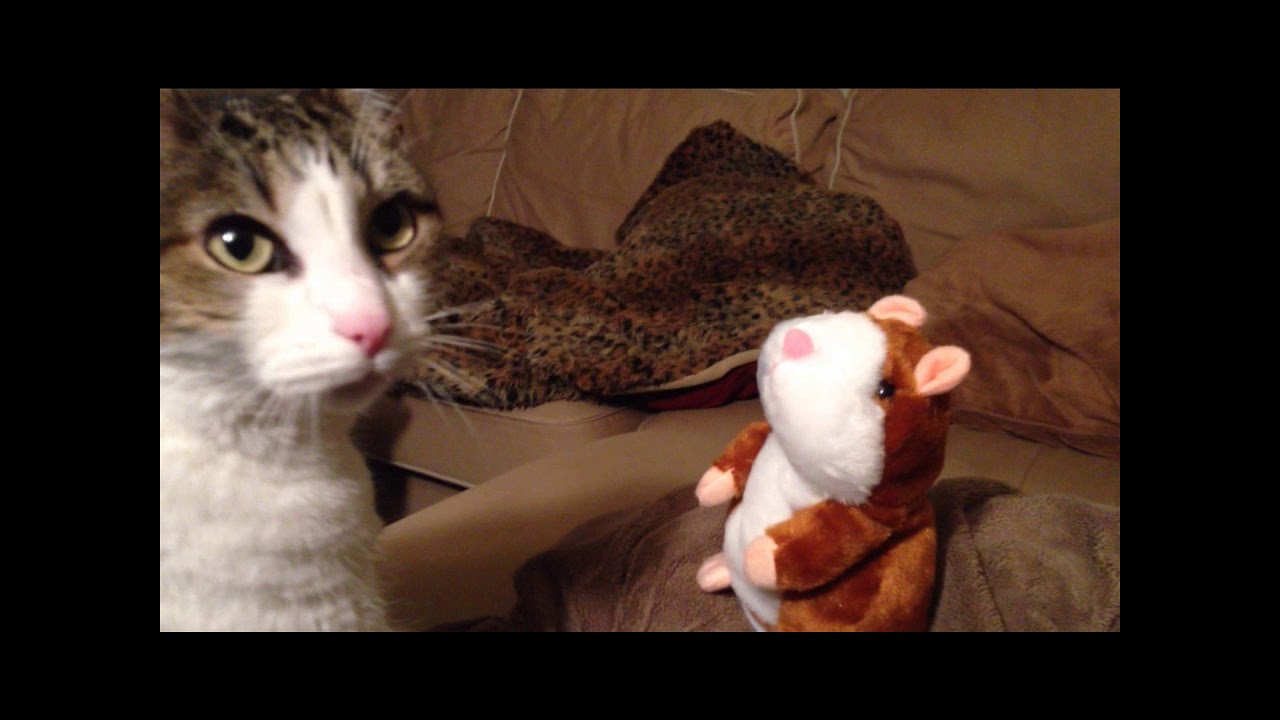 Cat meets Talking Hamster for the first time
