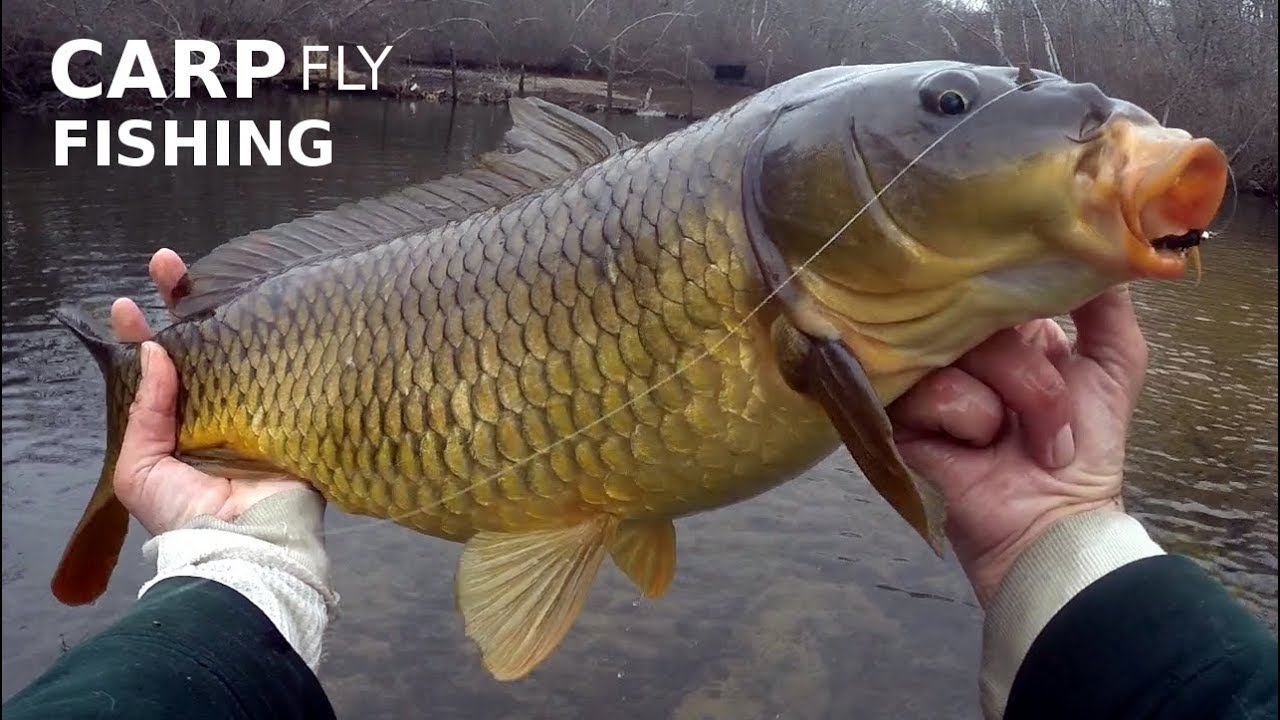 Лыжная рыбалка для карпа на густых черных и оливковых хвостах шерстяных педерастов